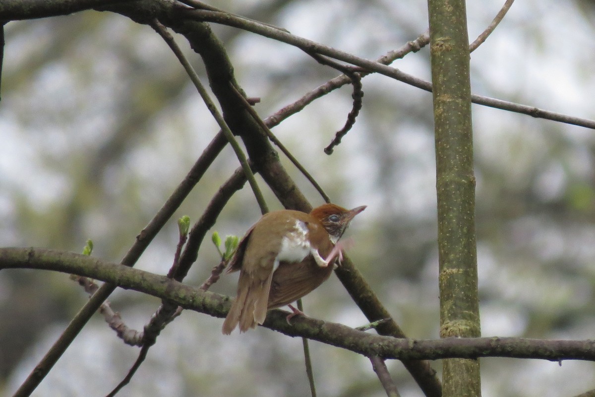 Wood Thrush - ML133416751