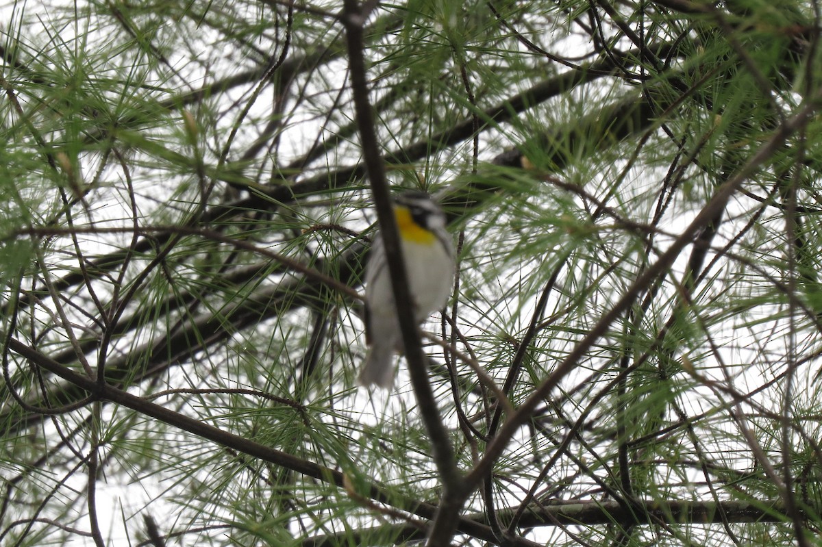 Yellow-throated Warbler - ML133416781
