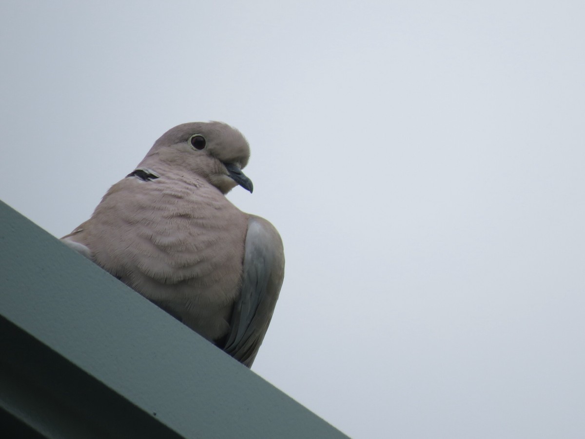 Eurasian Collared-Dove - ML133416981