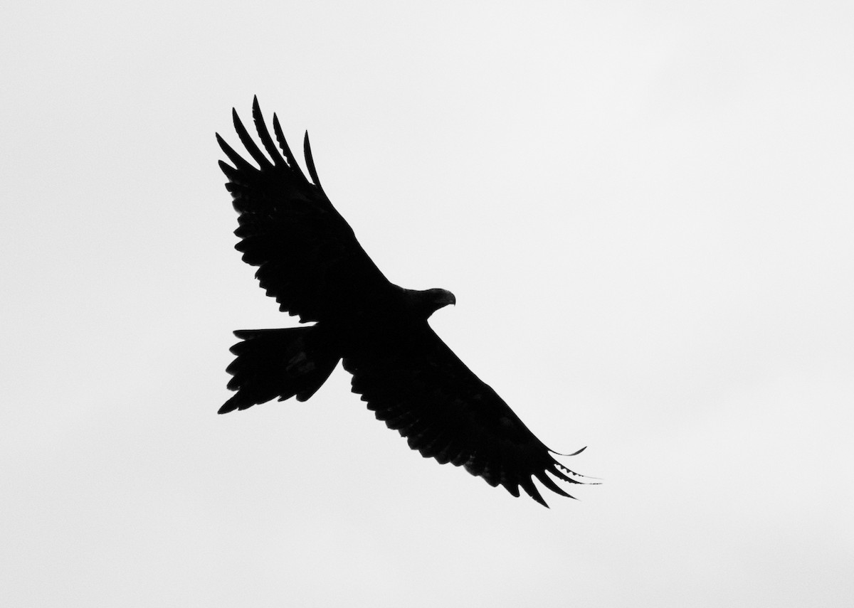 Wedge-tailed Eagle - ML133417401