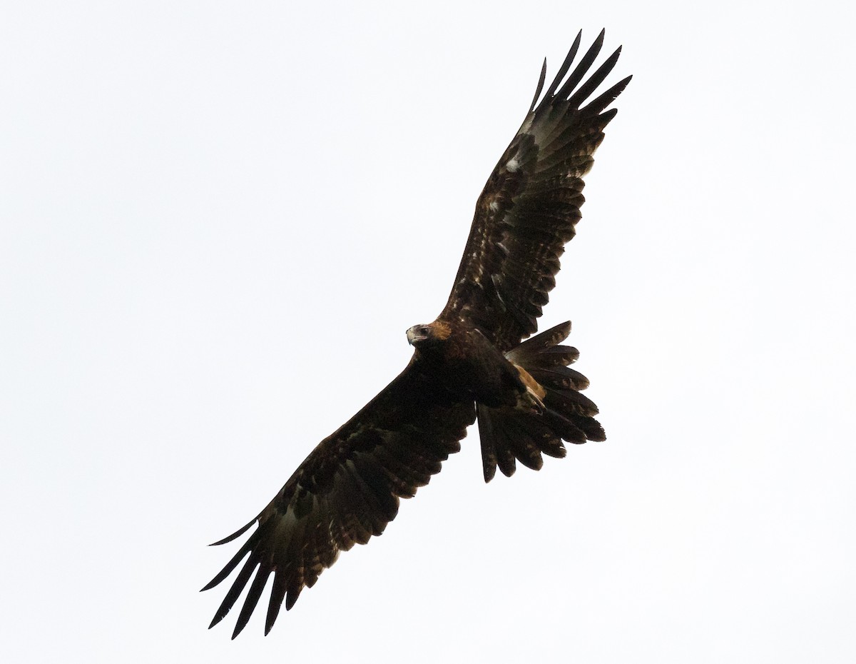Wedge-tailed Eagle - ML133417431