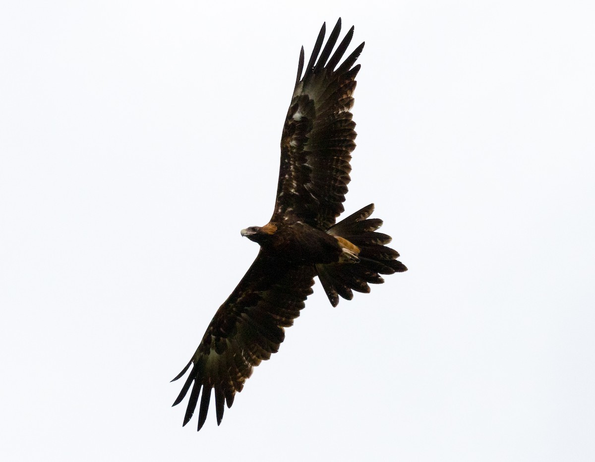 Wedge-tailed Eagle - ML133417461