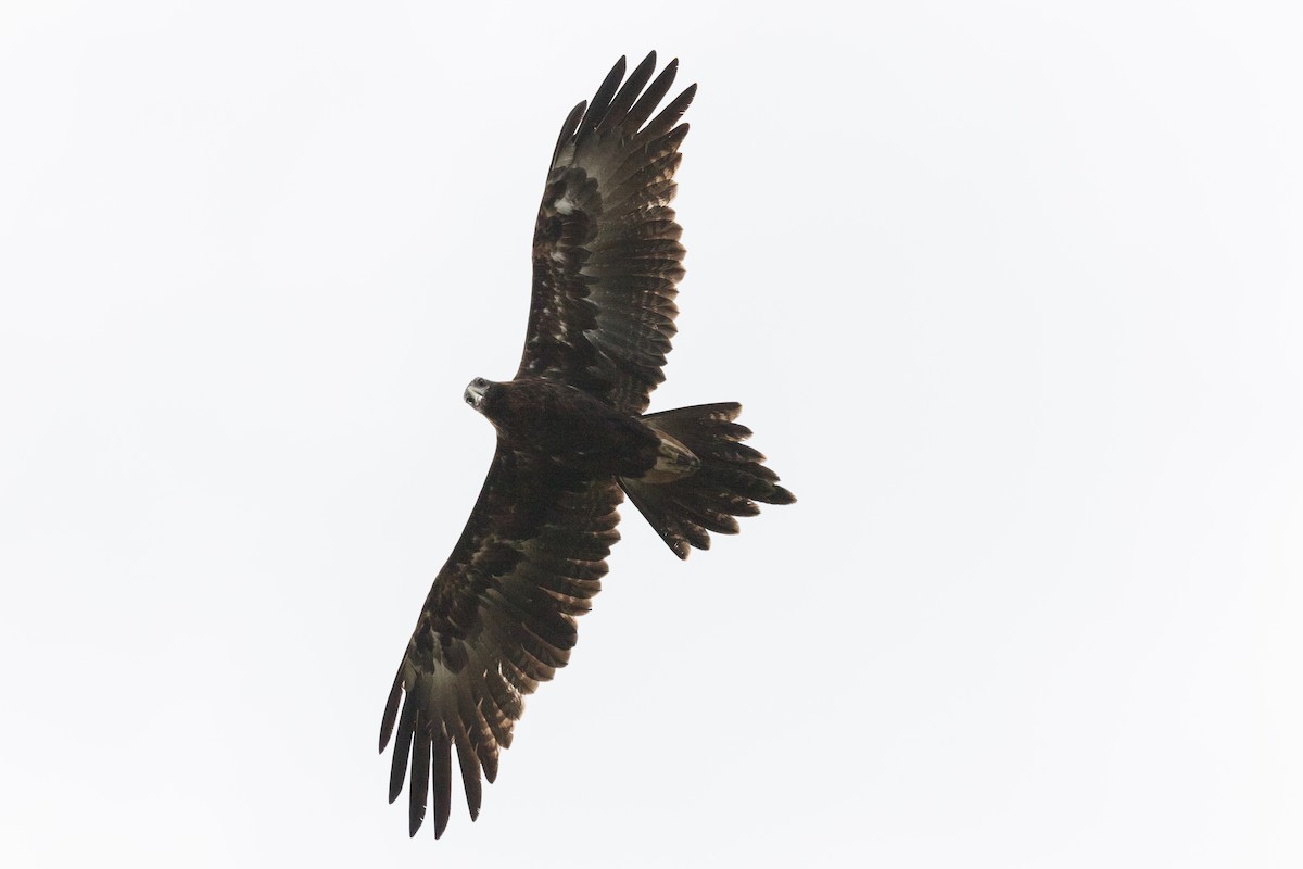 Wedge-tailed Eagle - ML133417561