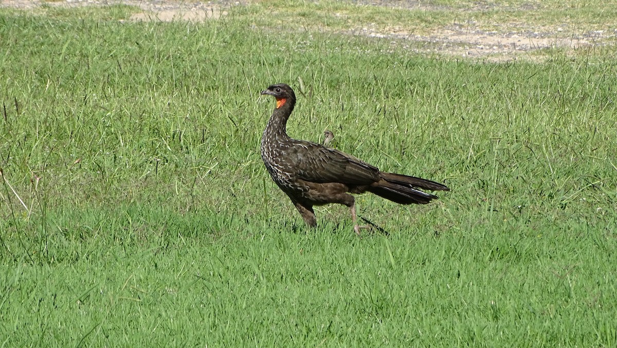 Dusky-legged Guan - Javier Ubiría