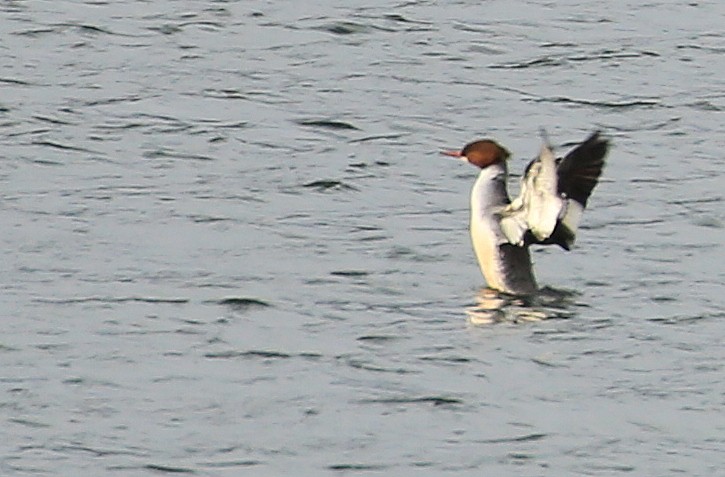 Common Merganser (North American) - ML133418541