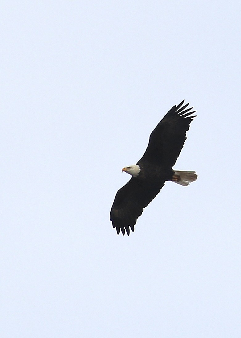 Bald Eagle - ML133419221