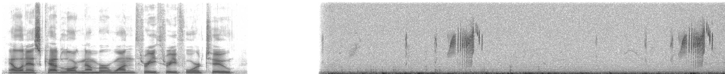 Kısa Kuyruklu Tiran - ML13342