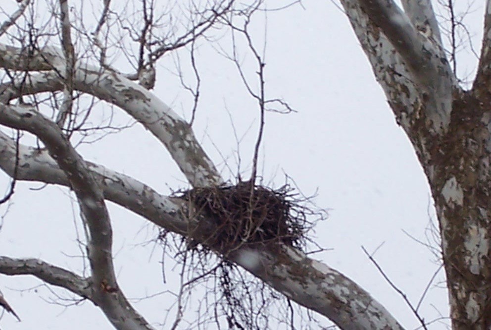 Great Horned Owl - ML133420981