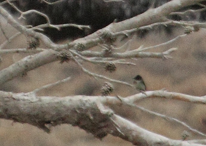 Eastern Phoebe - ML133421031