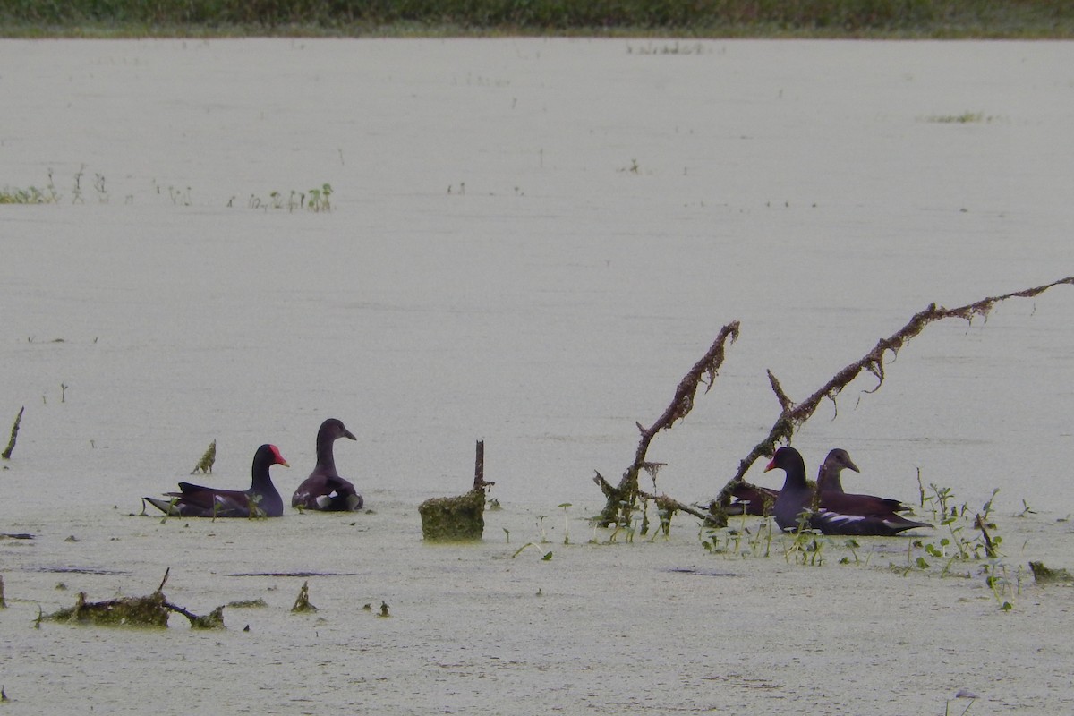 Gallinule d'Amérique - ML133421511