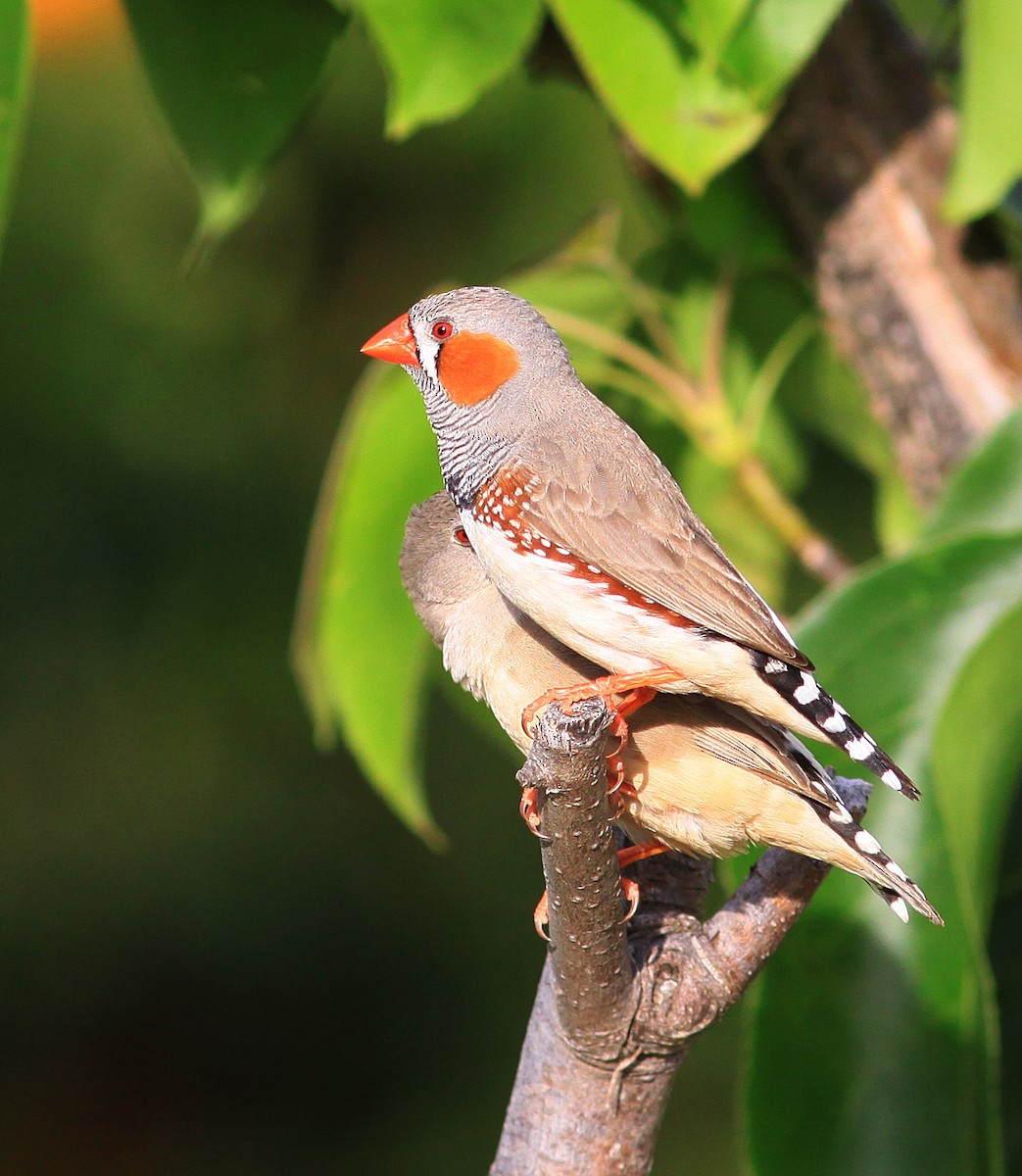 Zebra Finch - ML133421681