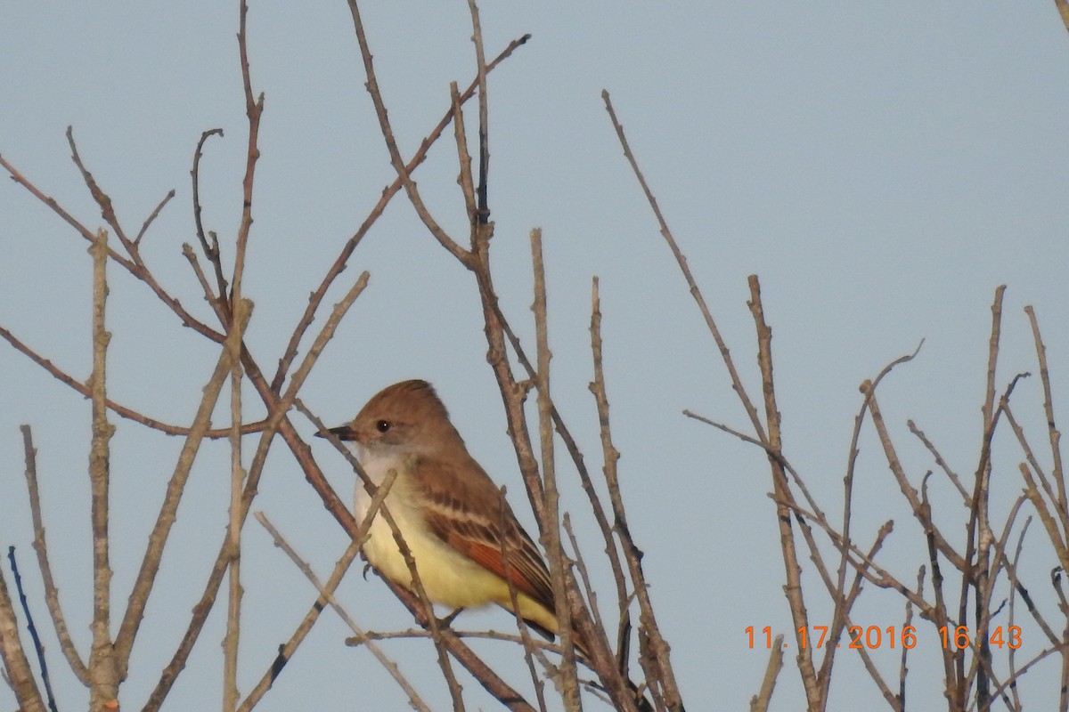 Ash-throated Flycatcher - ML133422881