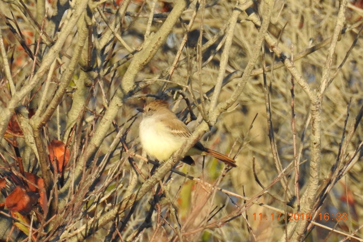 Ash-throated Flycatcher - C L  Hampton