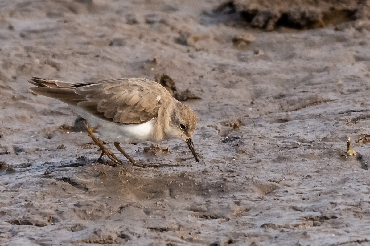 Temminck's Stint - ML133423991