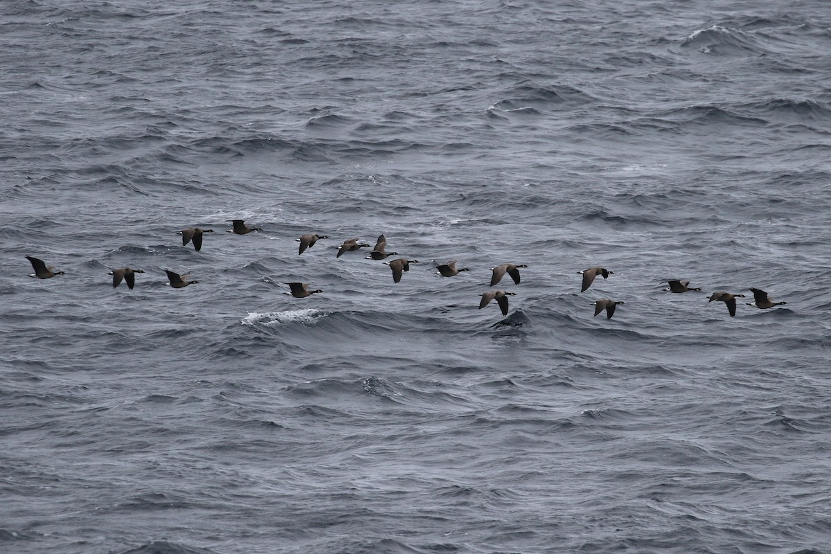 Canada Goose - ML133424021