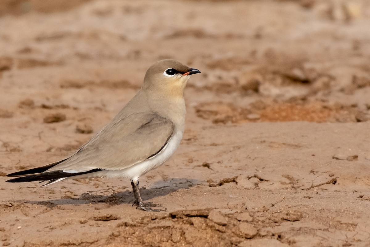 Small Pratincole - Balaji P B