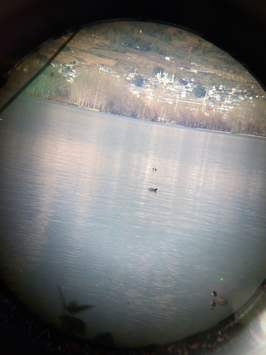 Eared Grebe - Alex Nickley