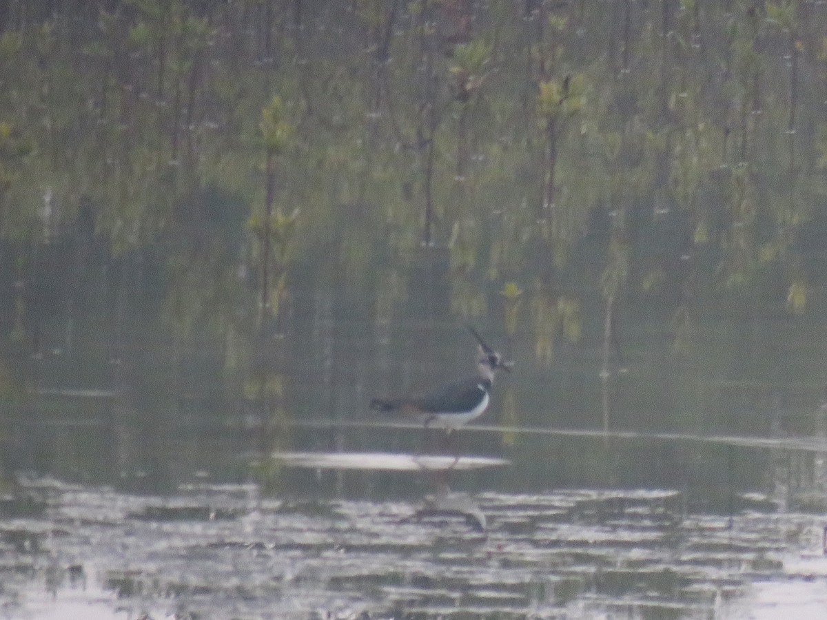 Northern Lapwing - ML133427141