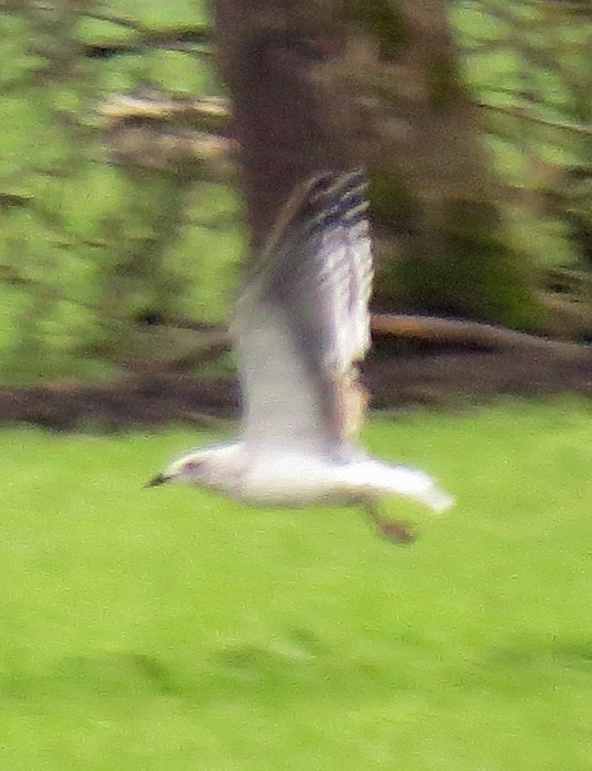 Lesser Black-backed Gull - ML133428021