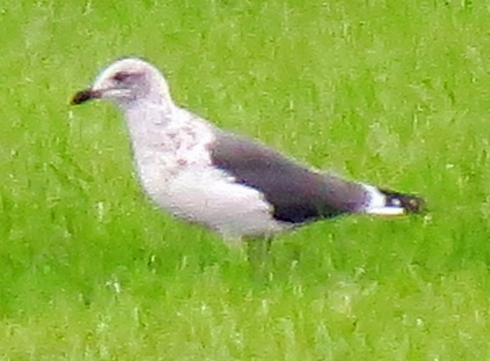 Lesser Black-backed Gull - ML133428051