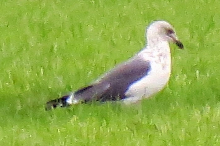 Lesser Black-backed Gull - ML133428061