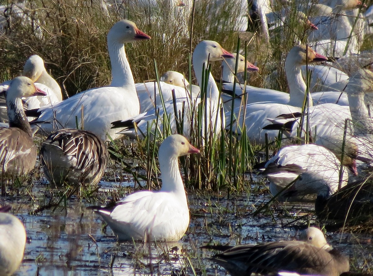 Ross's Goose - ML133428351