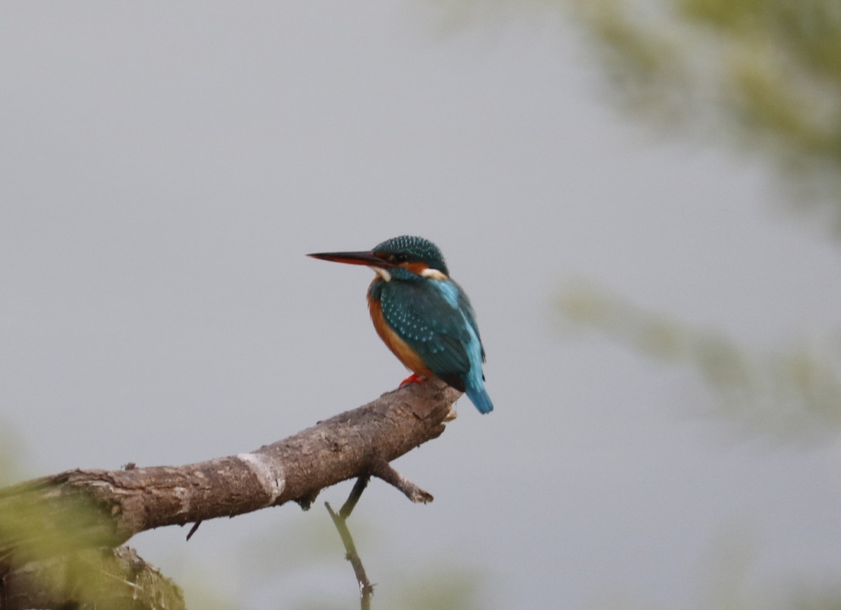 Common Kingfisher - ML133429661