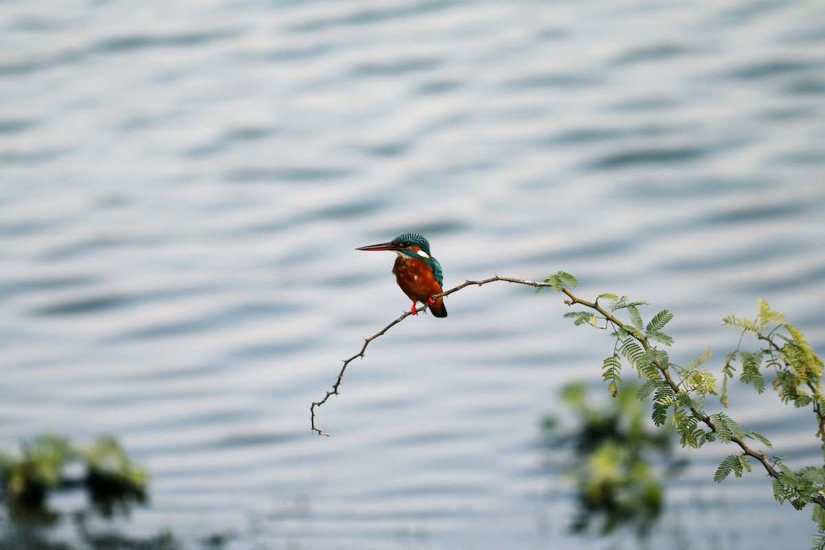 Common Kingfisher - ML133429701