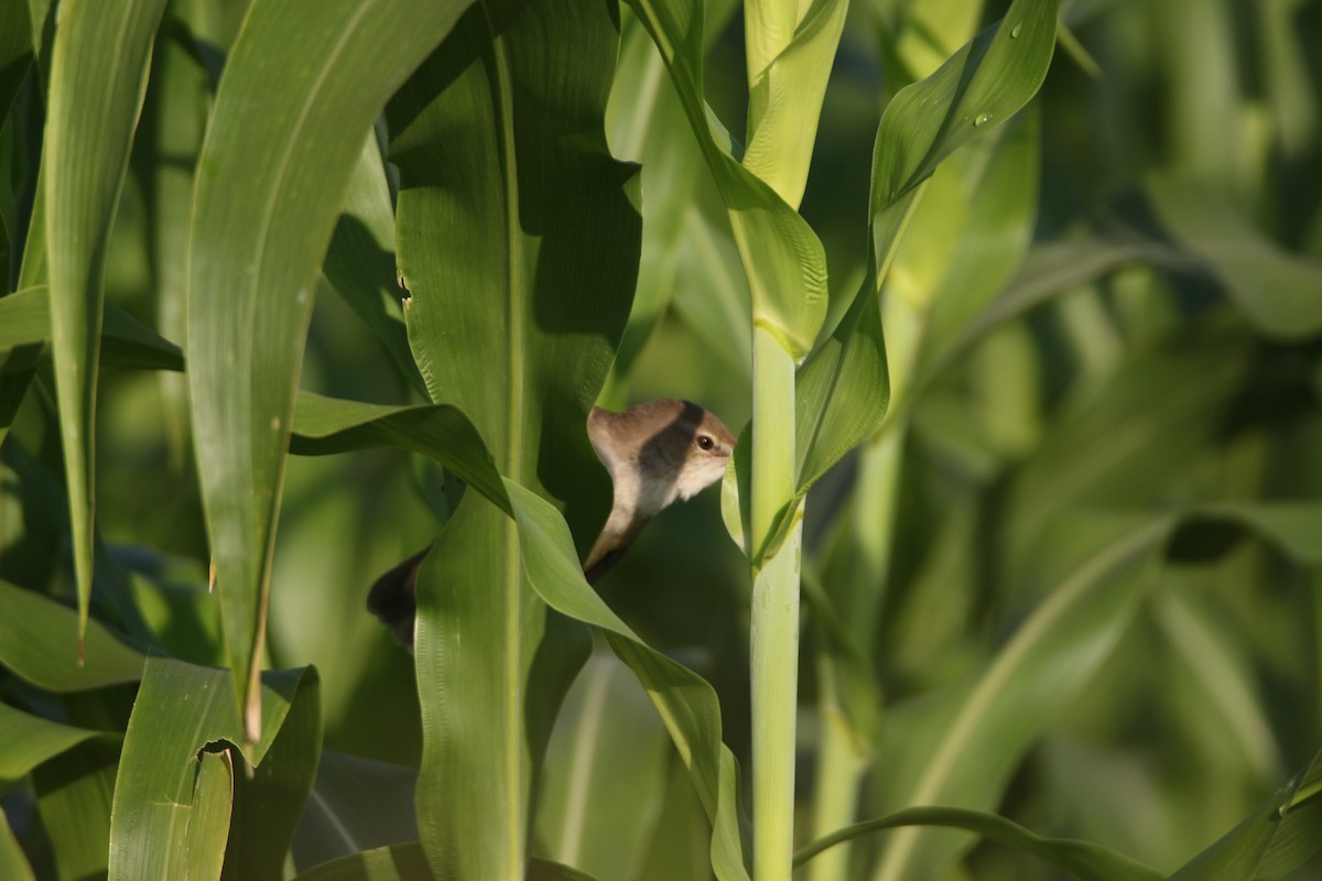 Paddyfield Warbler - ML133429731