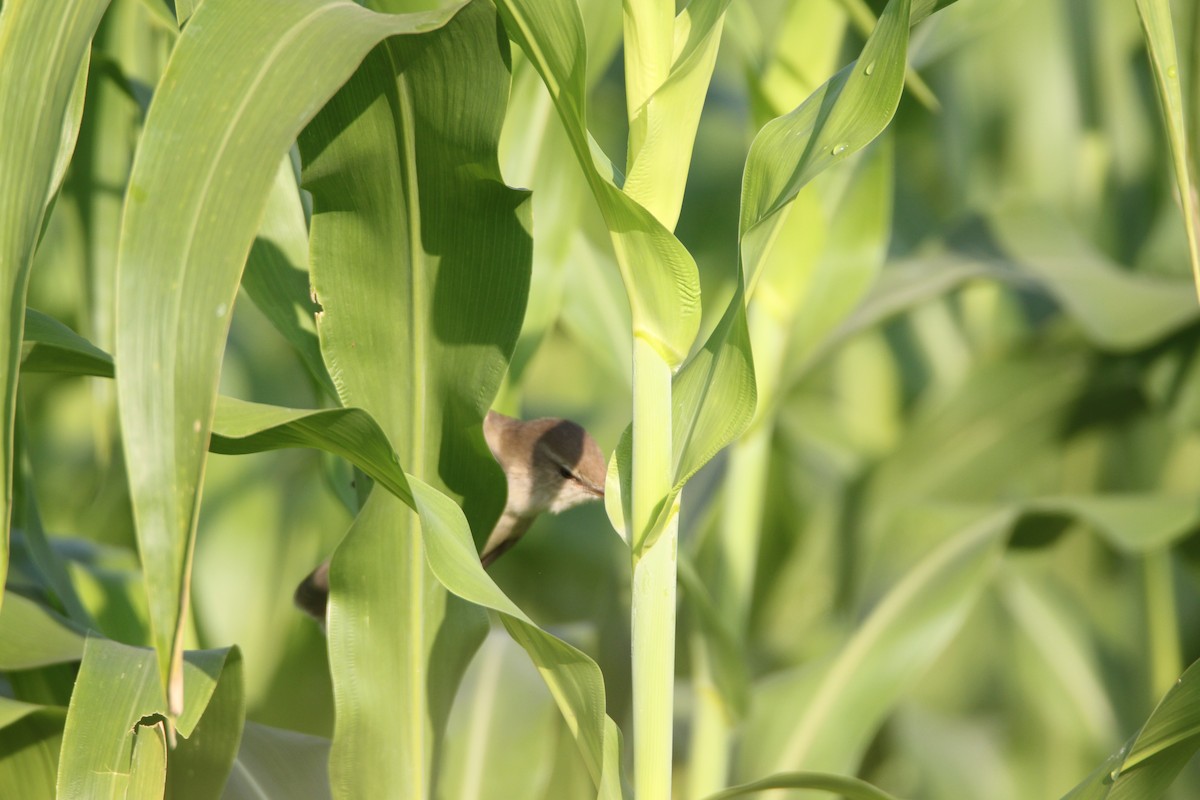 Paddyfield Warbler - ML133429741