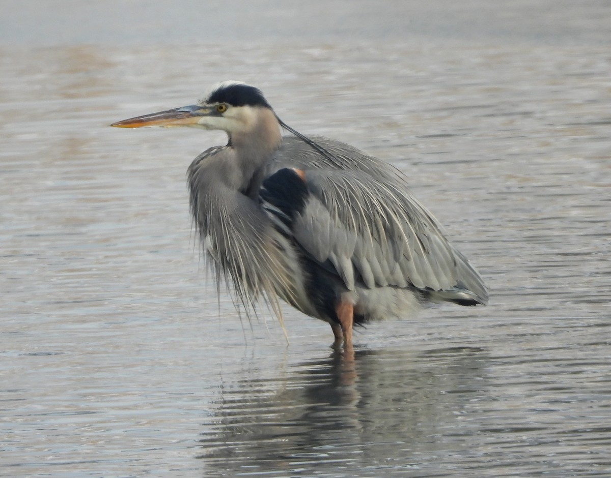 Great Blue Heron (Great Blue) - Lauri Taylor