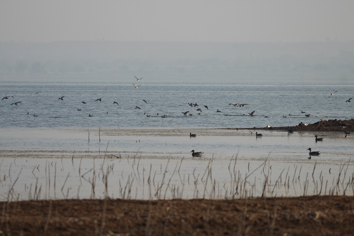 Northern Pintail - ML133430131