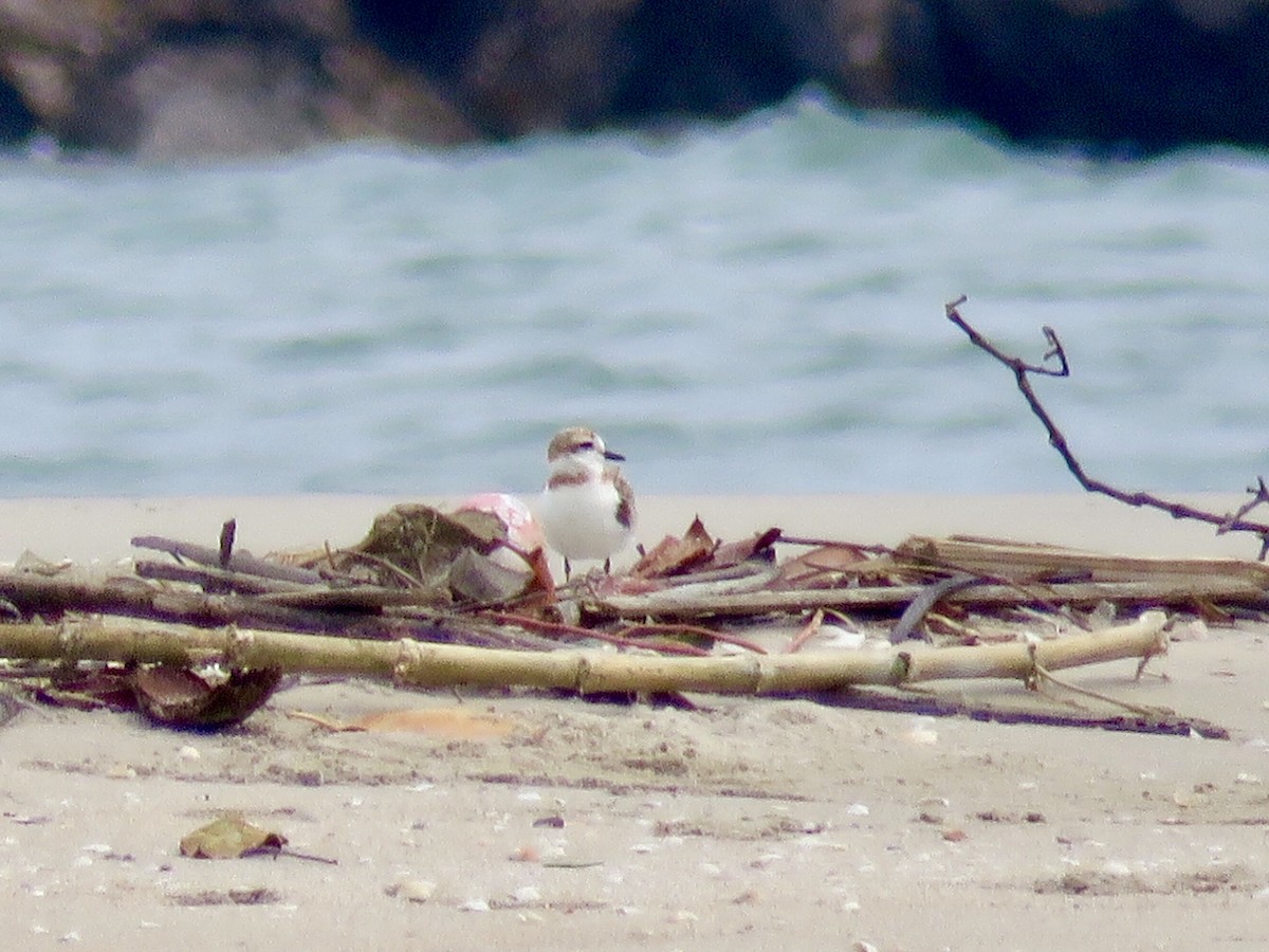 Malaysian Plover - ML133431511