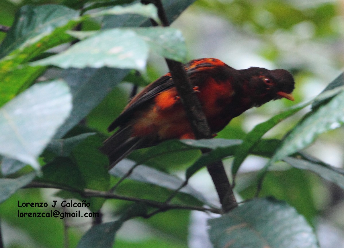 Guianan Cock-of-the-rock - ML133431691