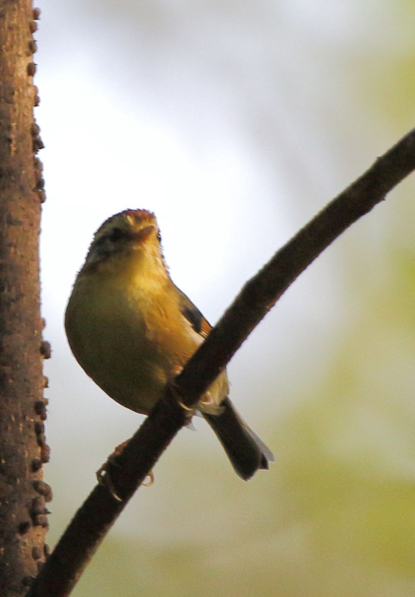 Rufous-winged Fulvetta - Arnab Pal