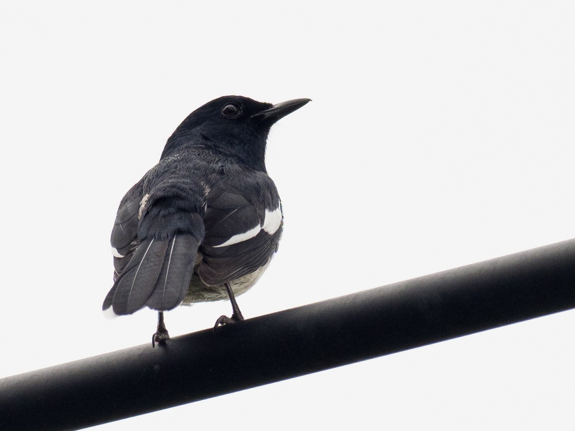 Oriental Magpie-Robin - Anonymous