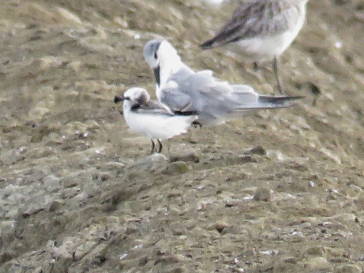 Spoon-billed Sandpiper - GARY DOUGLAS