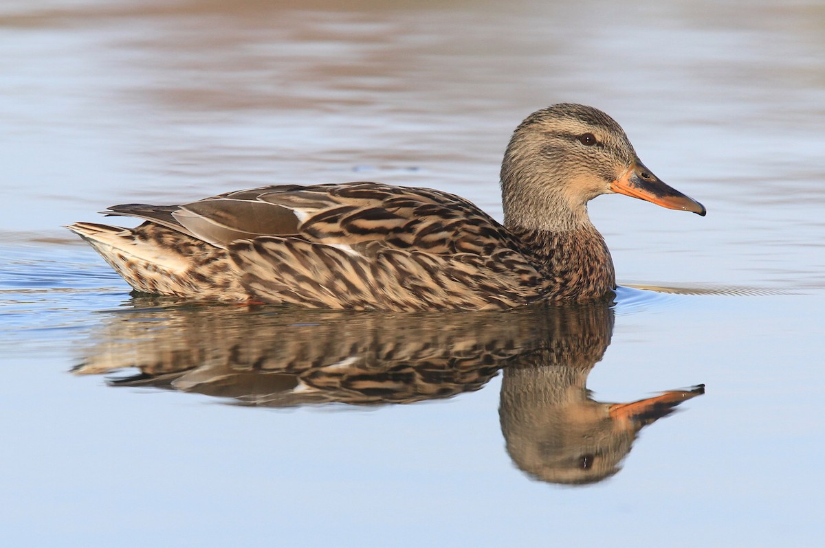 Mallard - Volker Hesse