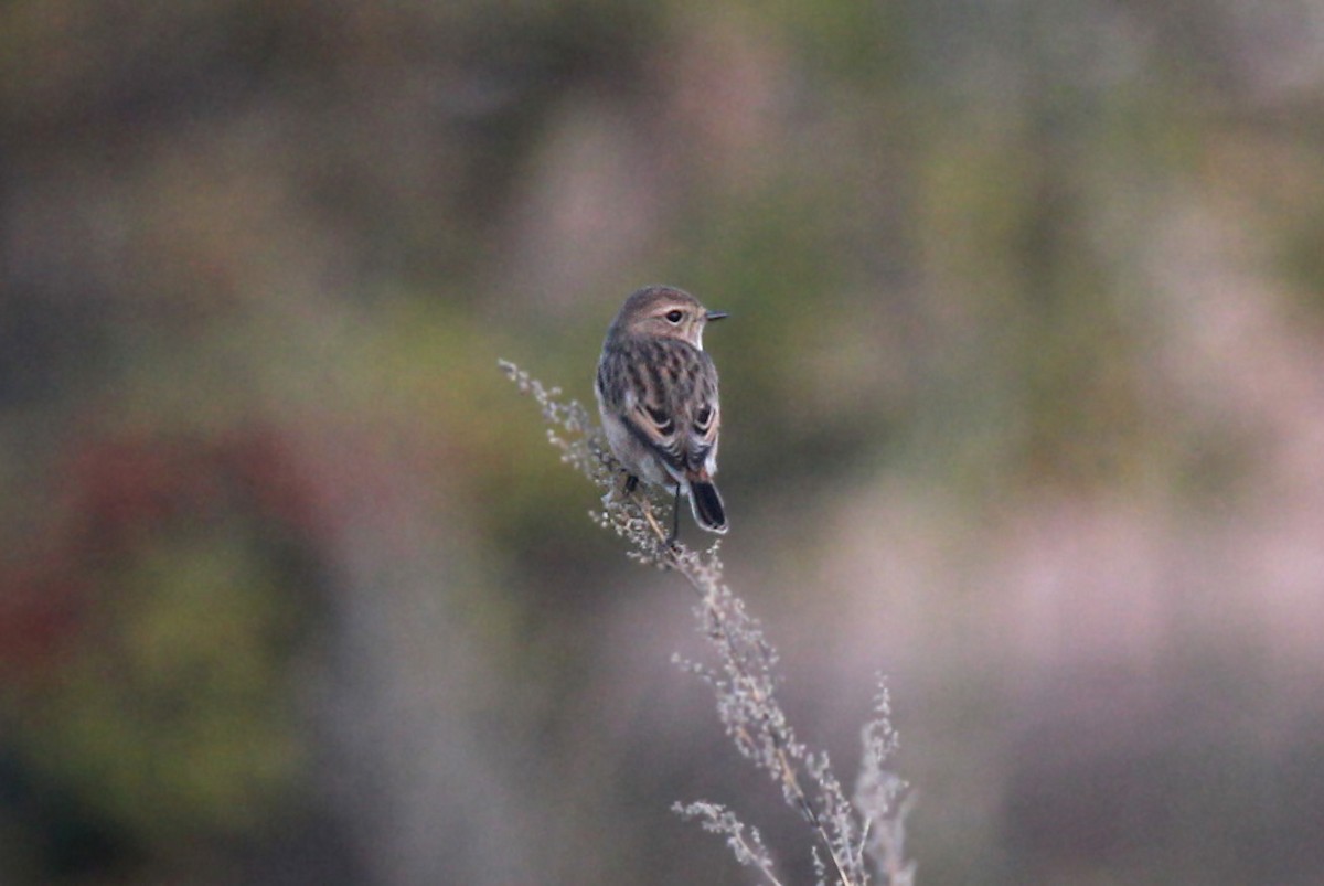 European Stonechat - Volker Hesse