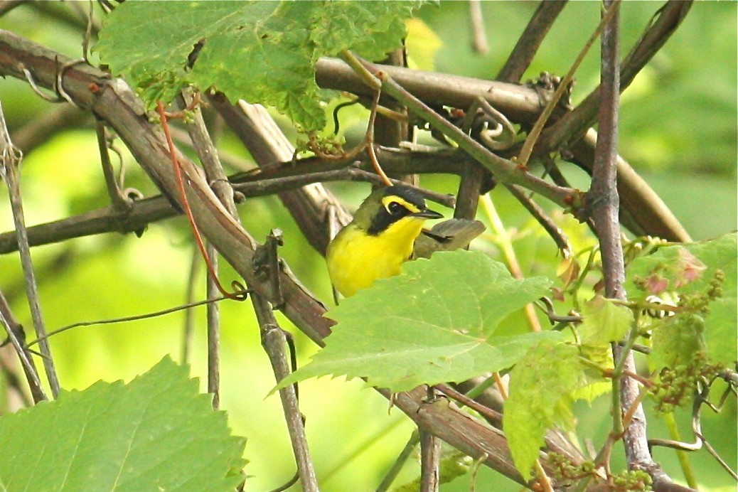 Kentucky Warbler - Cherrie Sneed