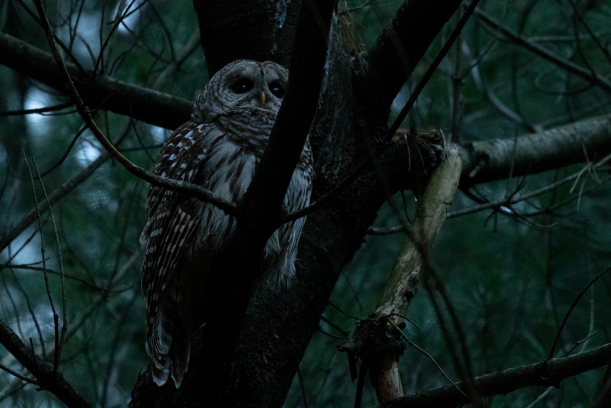 Barred Owl - ML133436781