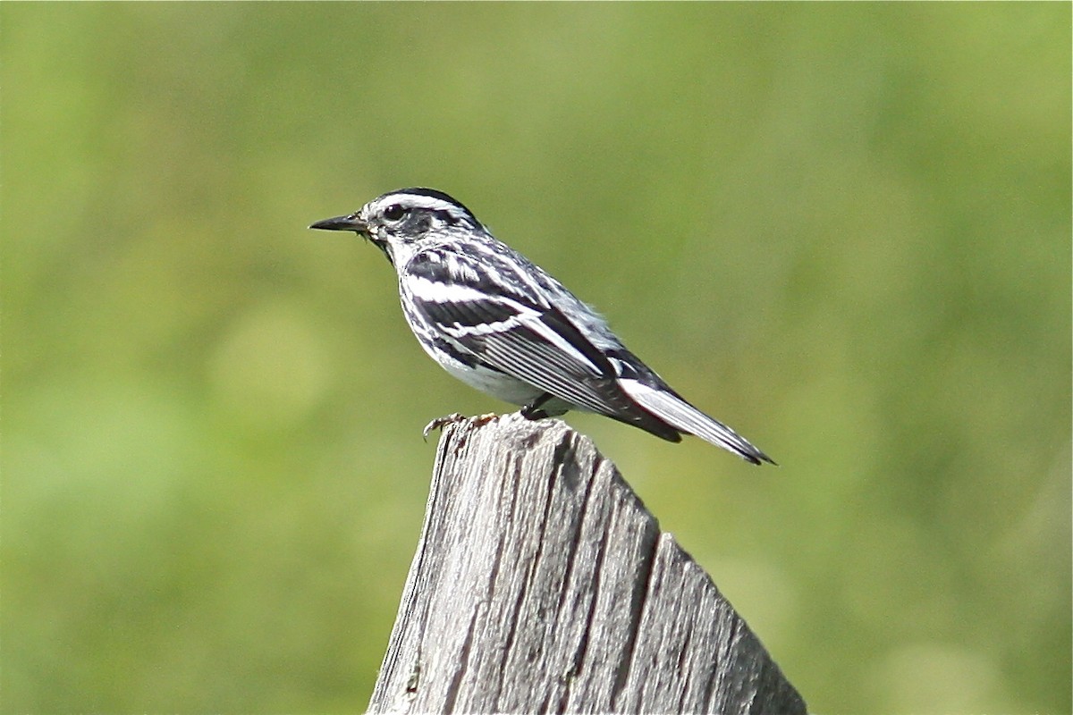 Black-and-white Warbler - ML133439241