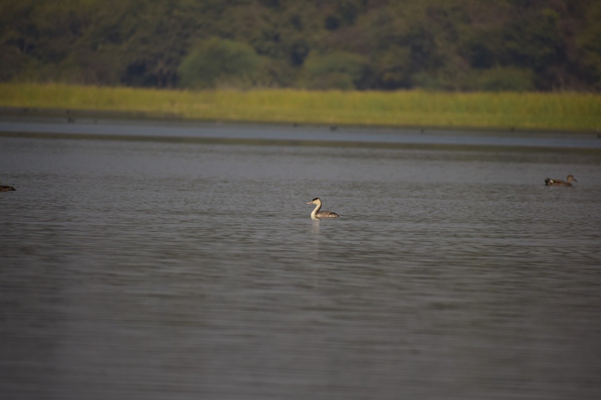 Great Crested Grebe - ML133440681