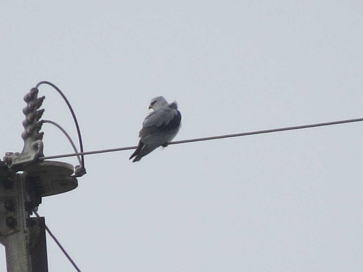 Black-winged Kite - ML133441891