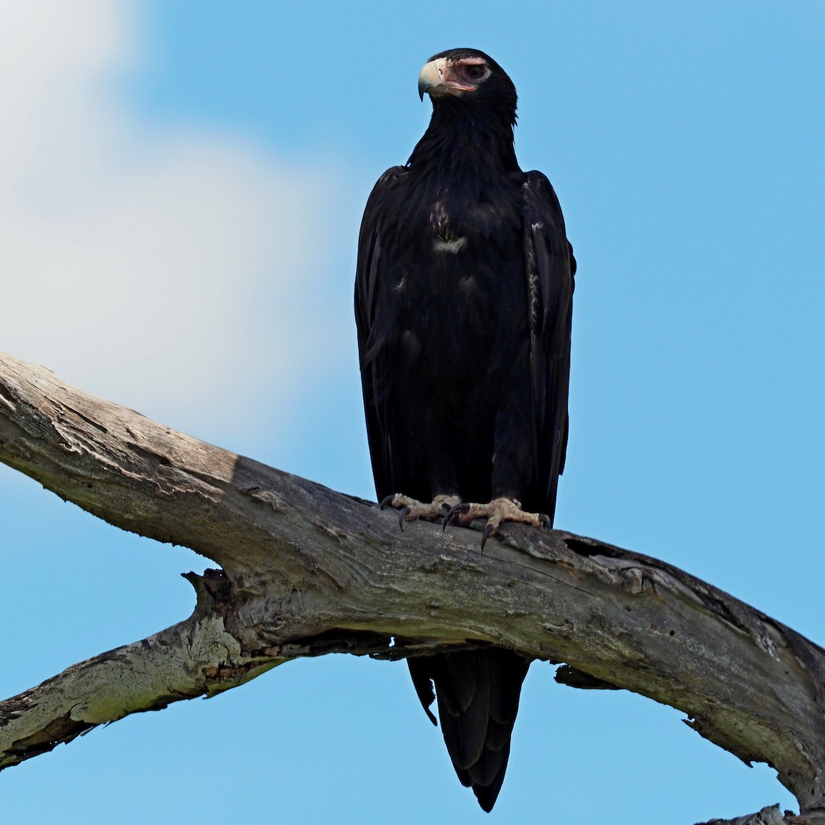 Wedge-tailed Eagle - ML133443371