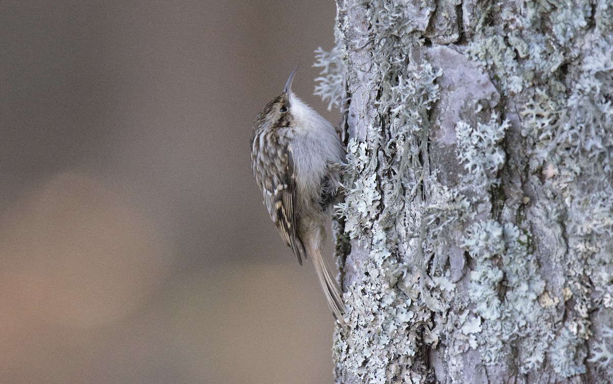 Short-toed Treecreeper - ML133445371