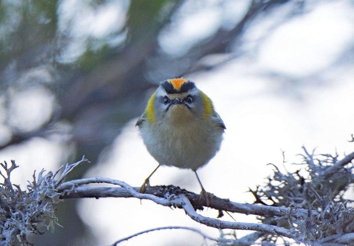 Common Firecrest - ML133445501