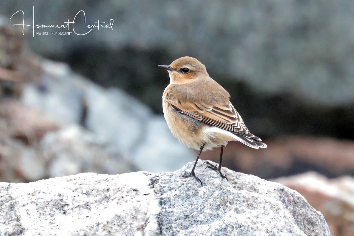 Адууч чогчиго - ML133445751