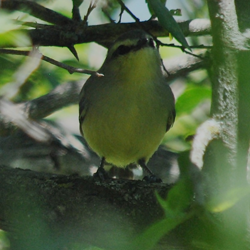 Greater Wagtail-Tyrant - ML133448581