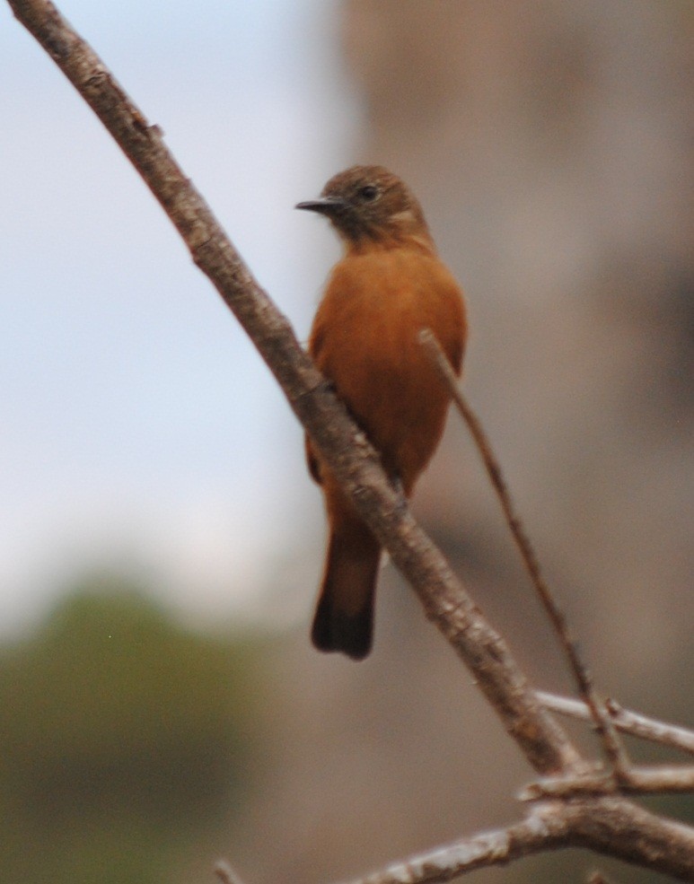 Cliff Flycatcher - ML133448701